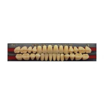 Zęby akrylowe Yamahachi
